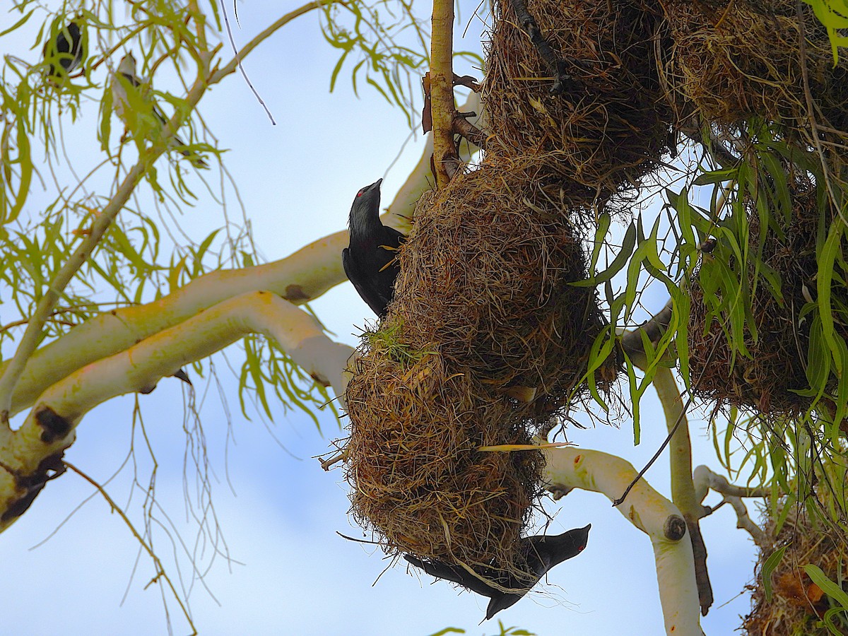 špaček lesklý - ML646381836