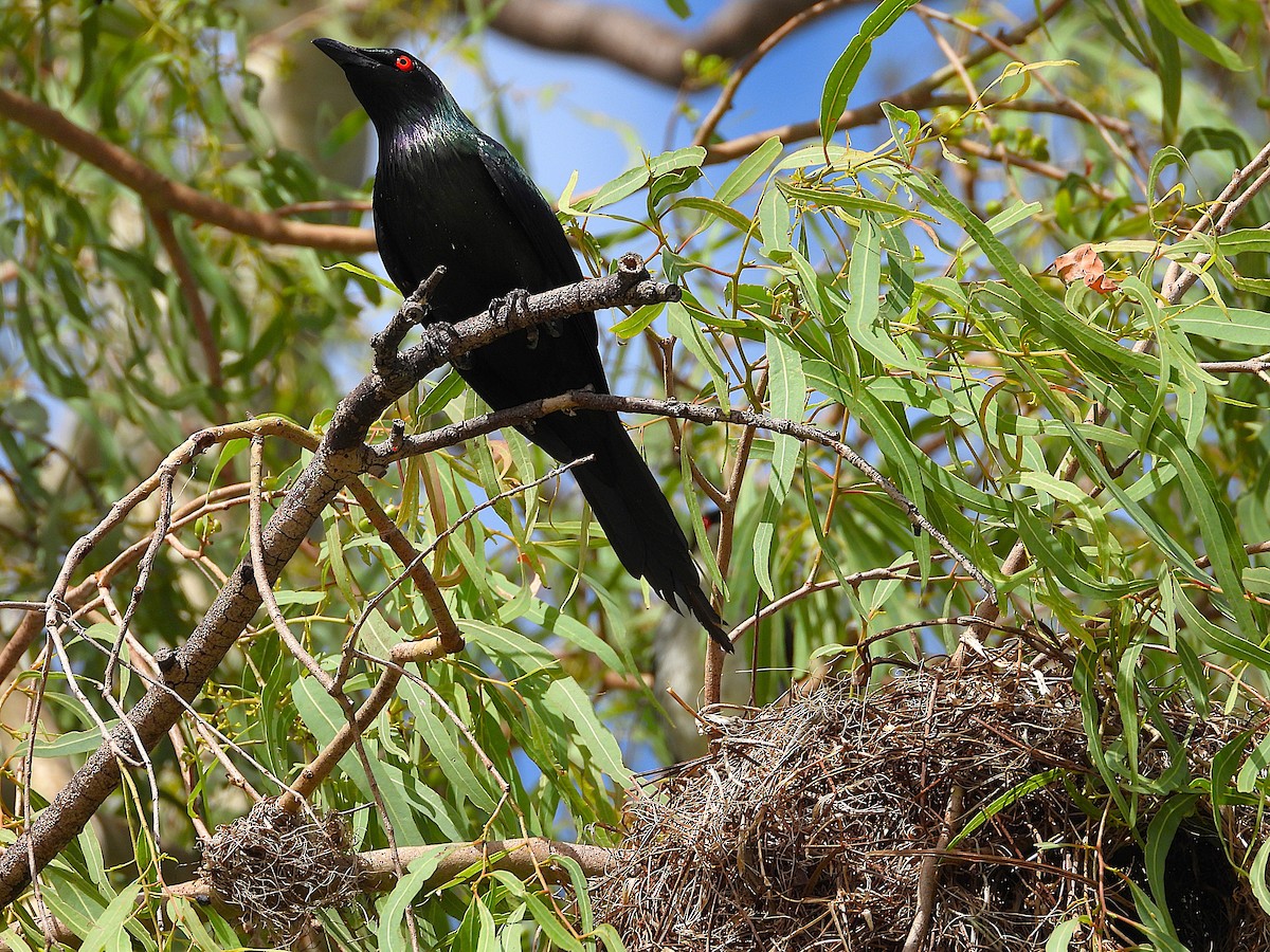 špaček lesklý - ML646381837