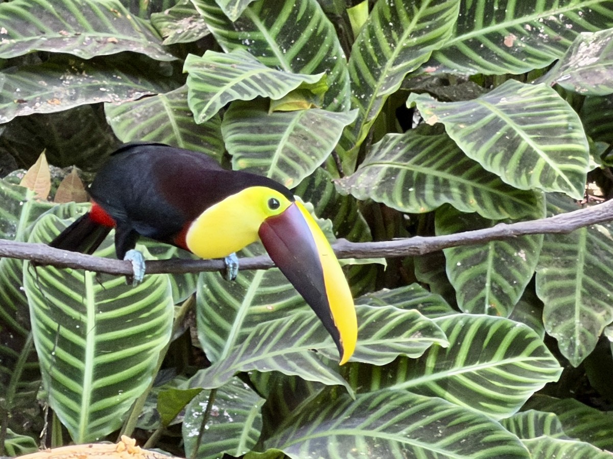 Yellow-throated Toucan - ML646381838
