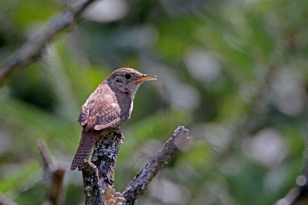 Northern House Wren - ML646381839