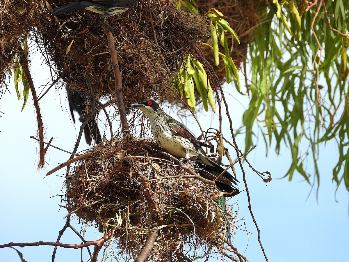 špaček lesklý - ML646381841