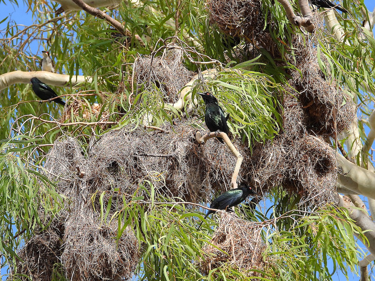 špaček lesklý - ML646381843