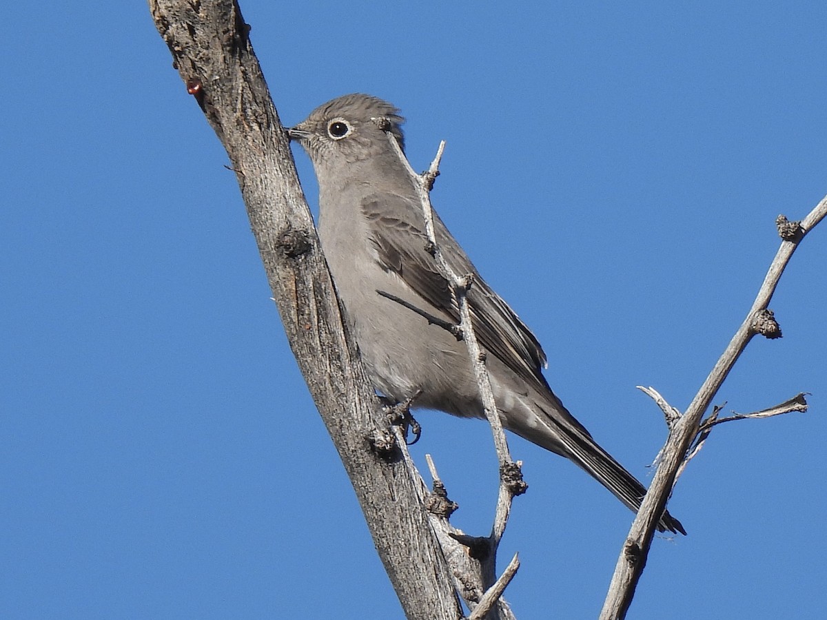 Townsend's Solitaire - ML646381844