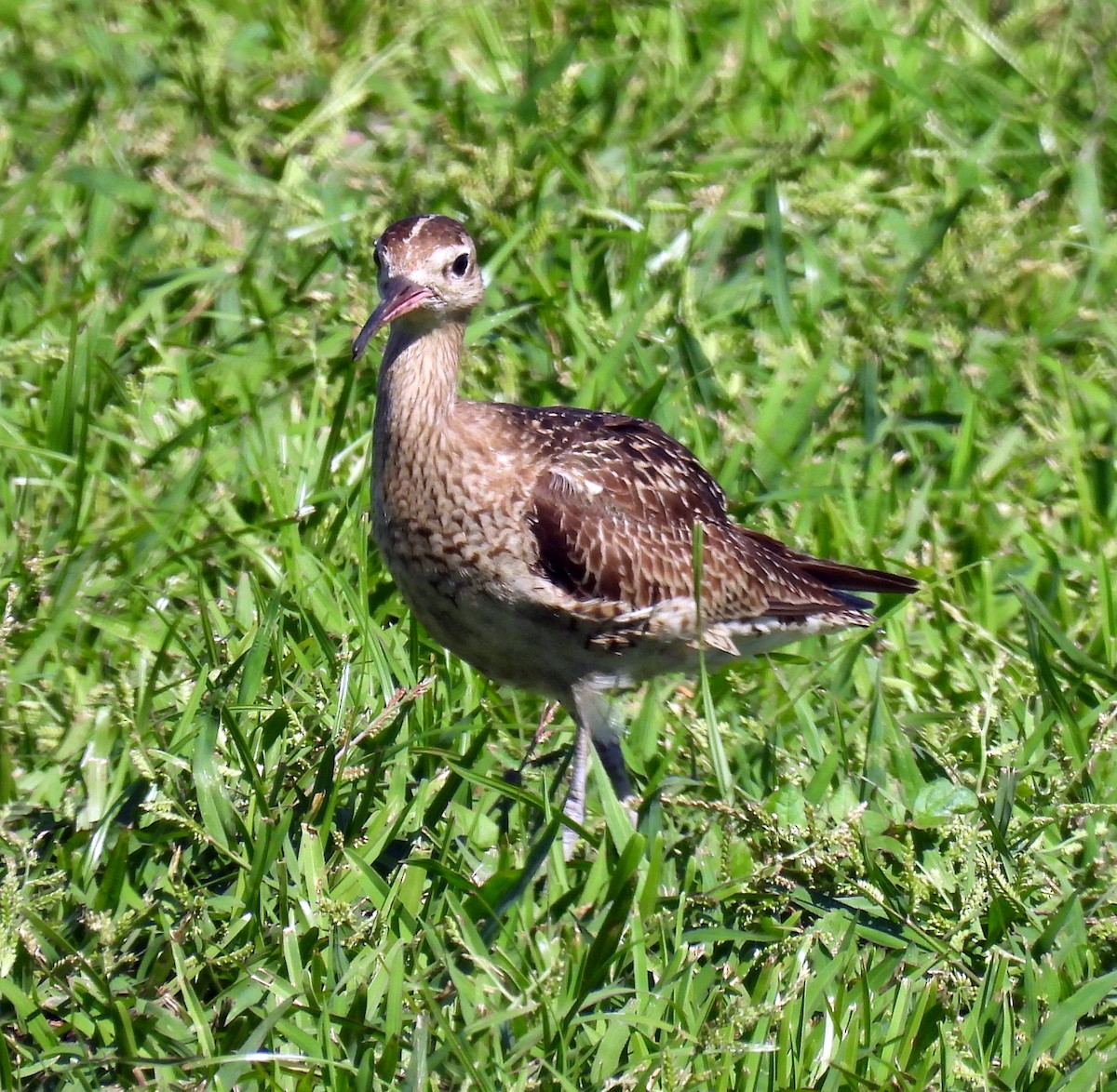 koliha nejmenší - ML646381846