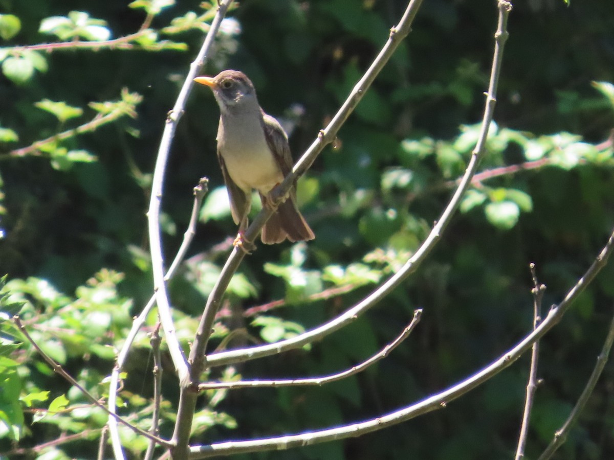 Austral Thrush - ML646381849