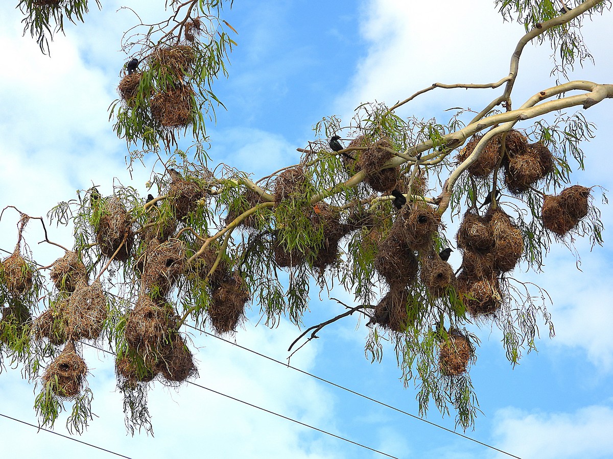 špaček lesklý - ML646381850