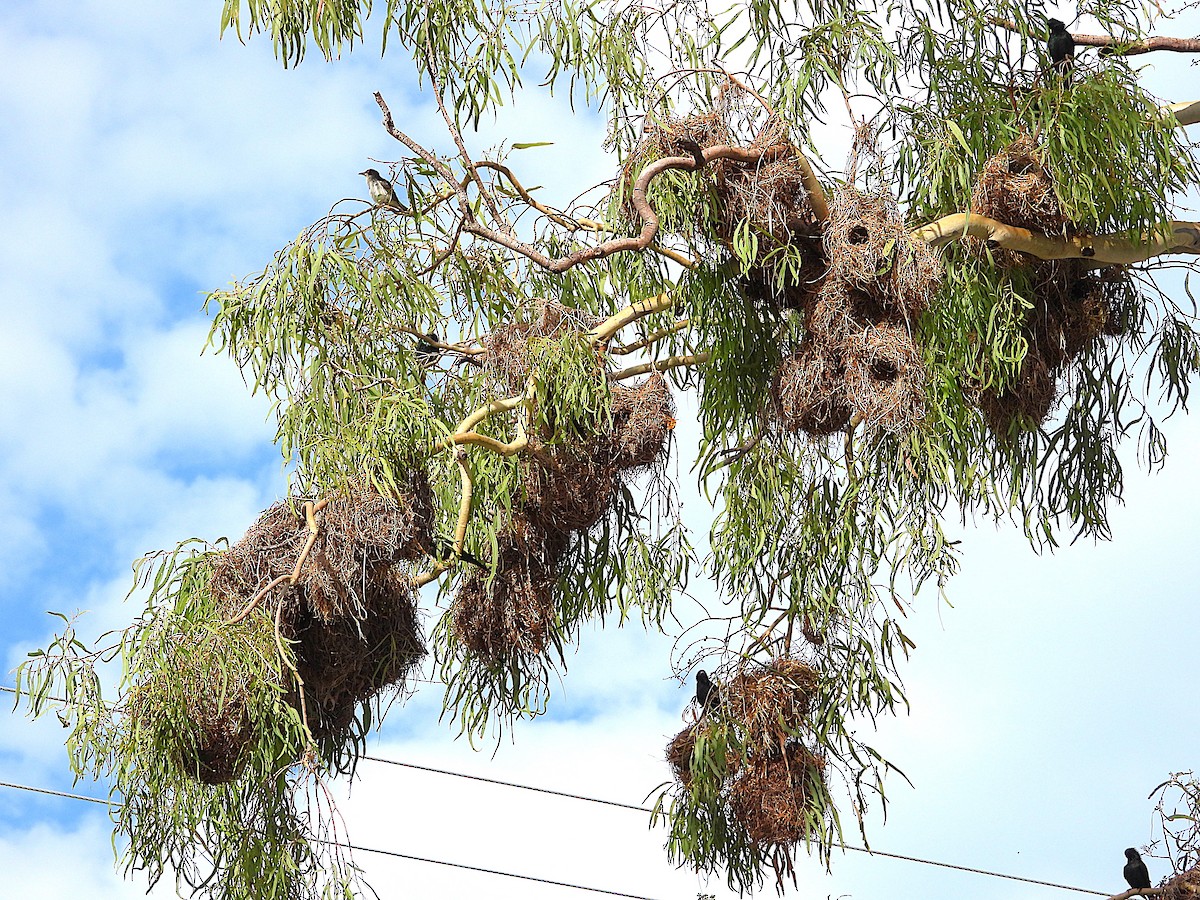 špaček lesklý - ML646381852