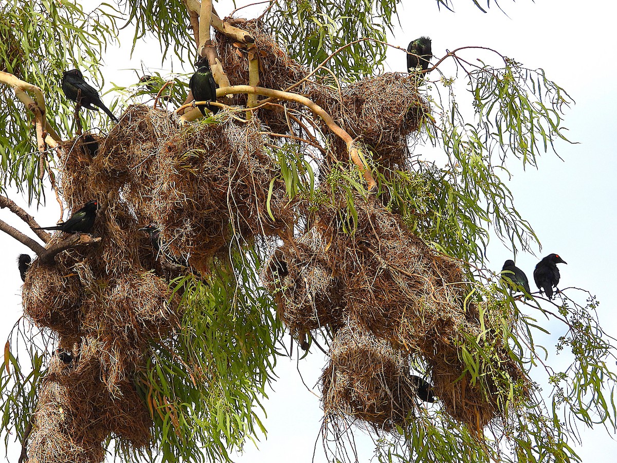 špaček lesklý - ML646381853