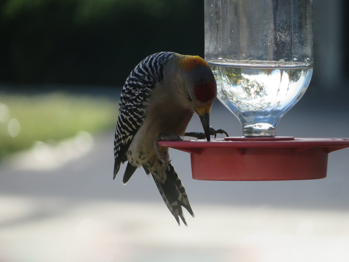 Golden-fronted Woodpecker - ML646381854