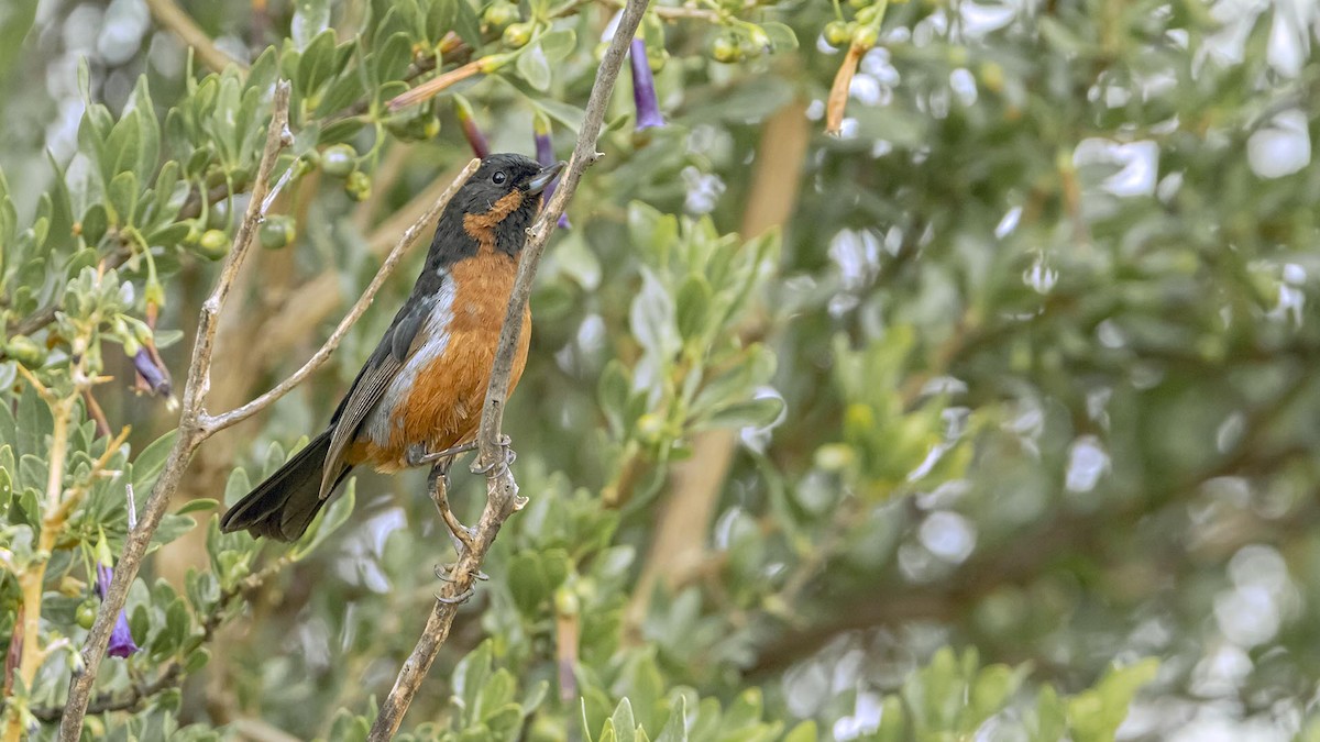 Black-throated Flowerpiercer - ML646381855