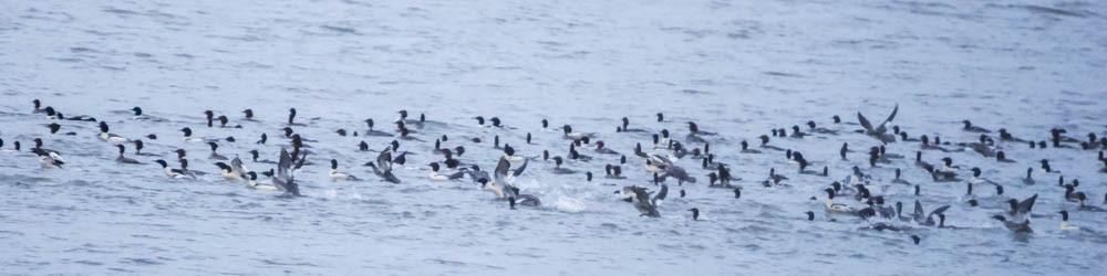 Smergo maggiore - ML646381864