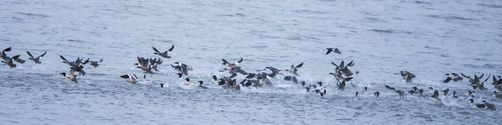 Smergo maggiore - ML646381866