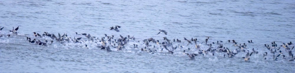 Smergo maggiore - ML646381867