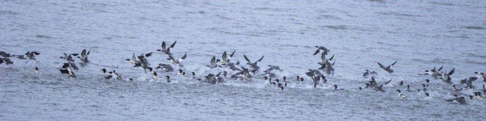 Smergo maggiore - ML646381869