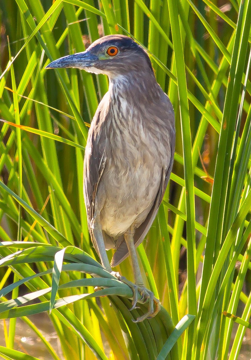 Black-crowned Night Heron - ML646381870
