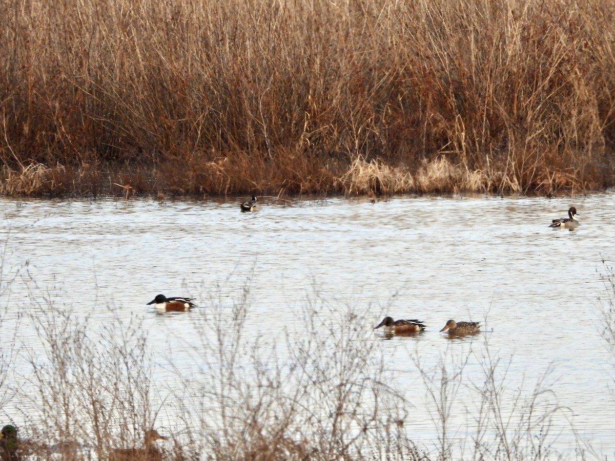 Canard souchet - ML646381871