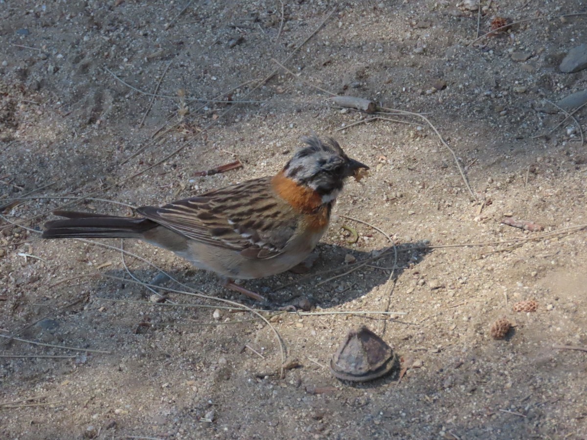 Rufous-collared Sparrow - ML646381872