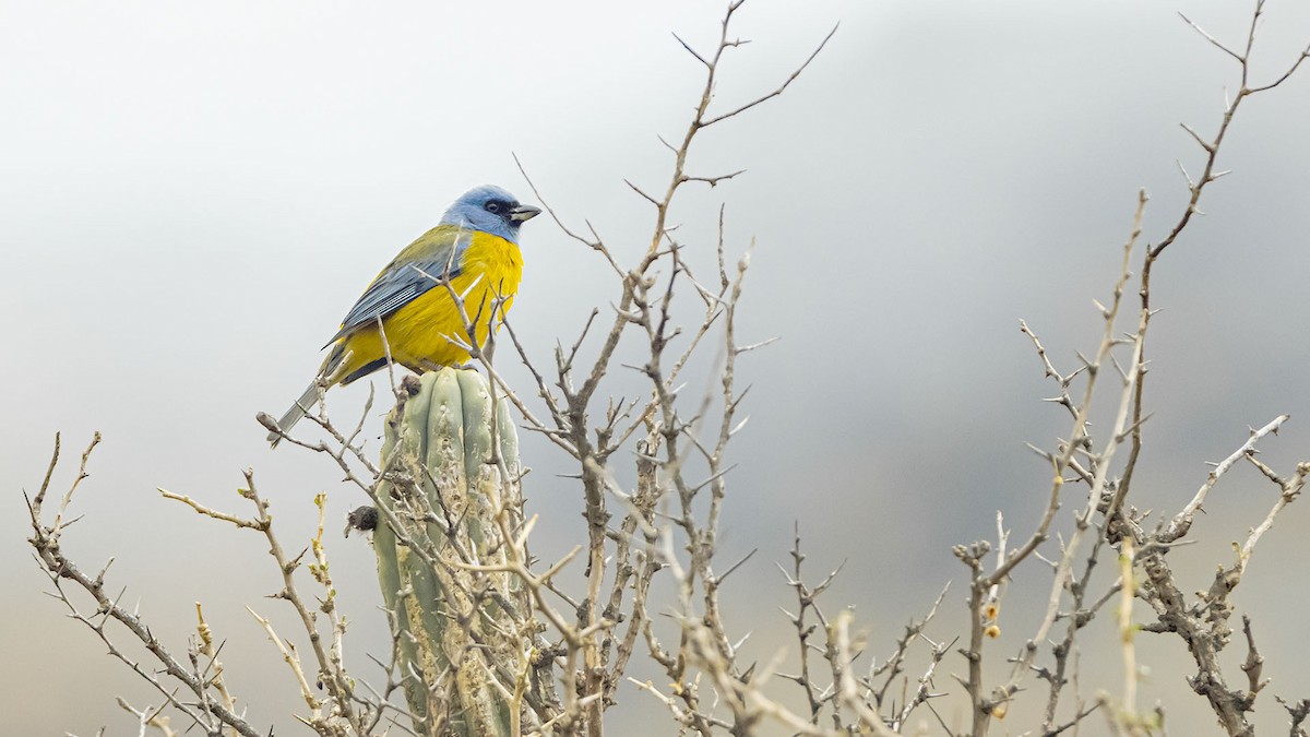Blue-and-yellow Tanager - ML646381873