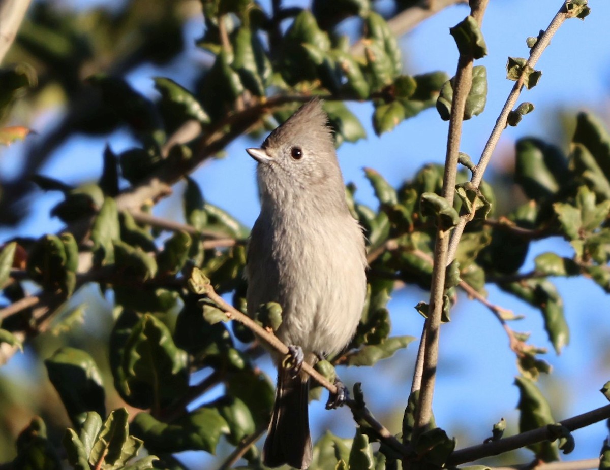Herrerillo Unicolor - ML646381880