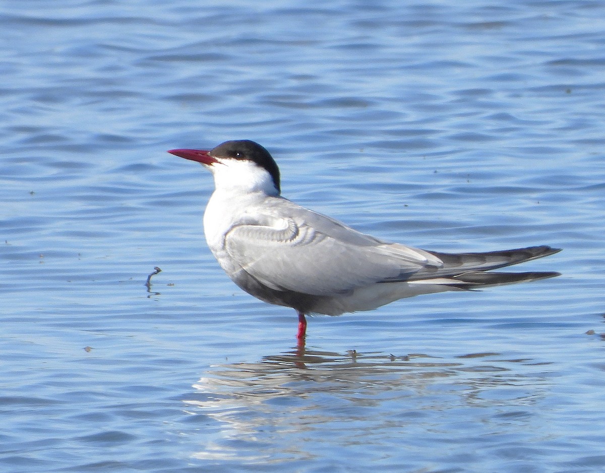黑腹燕鷗 - ML646381881