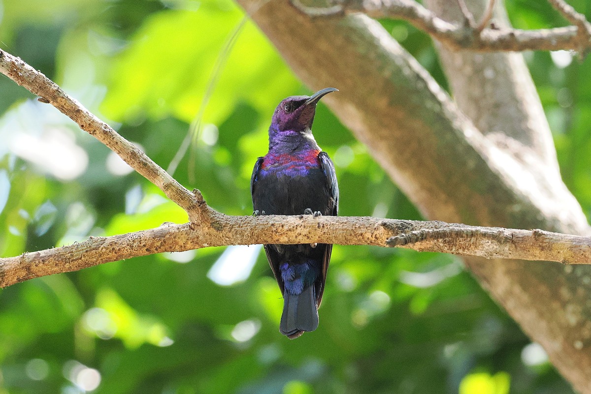 Splendid Sunbird - ML646381882