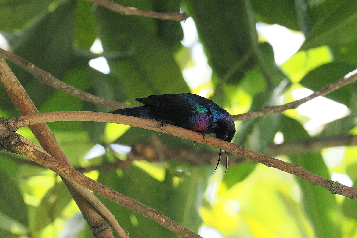 Splendid Sunbird - ML646381883