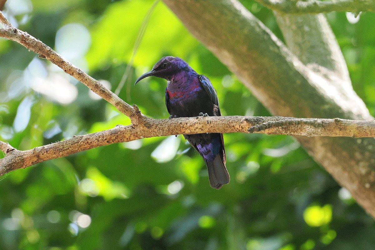 Splendid Sunbird - ML646381884