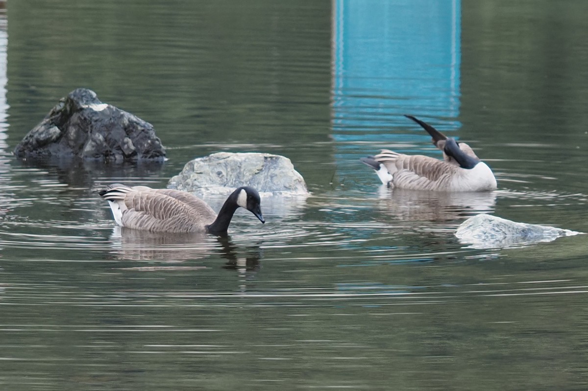 Canada Goose - ML646381885