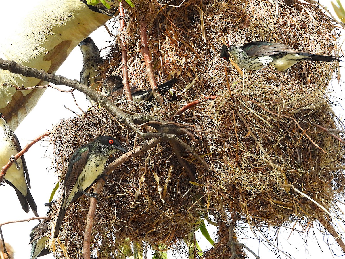 špaček lesklý - ML646381886