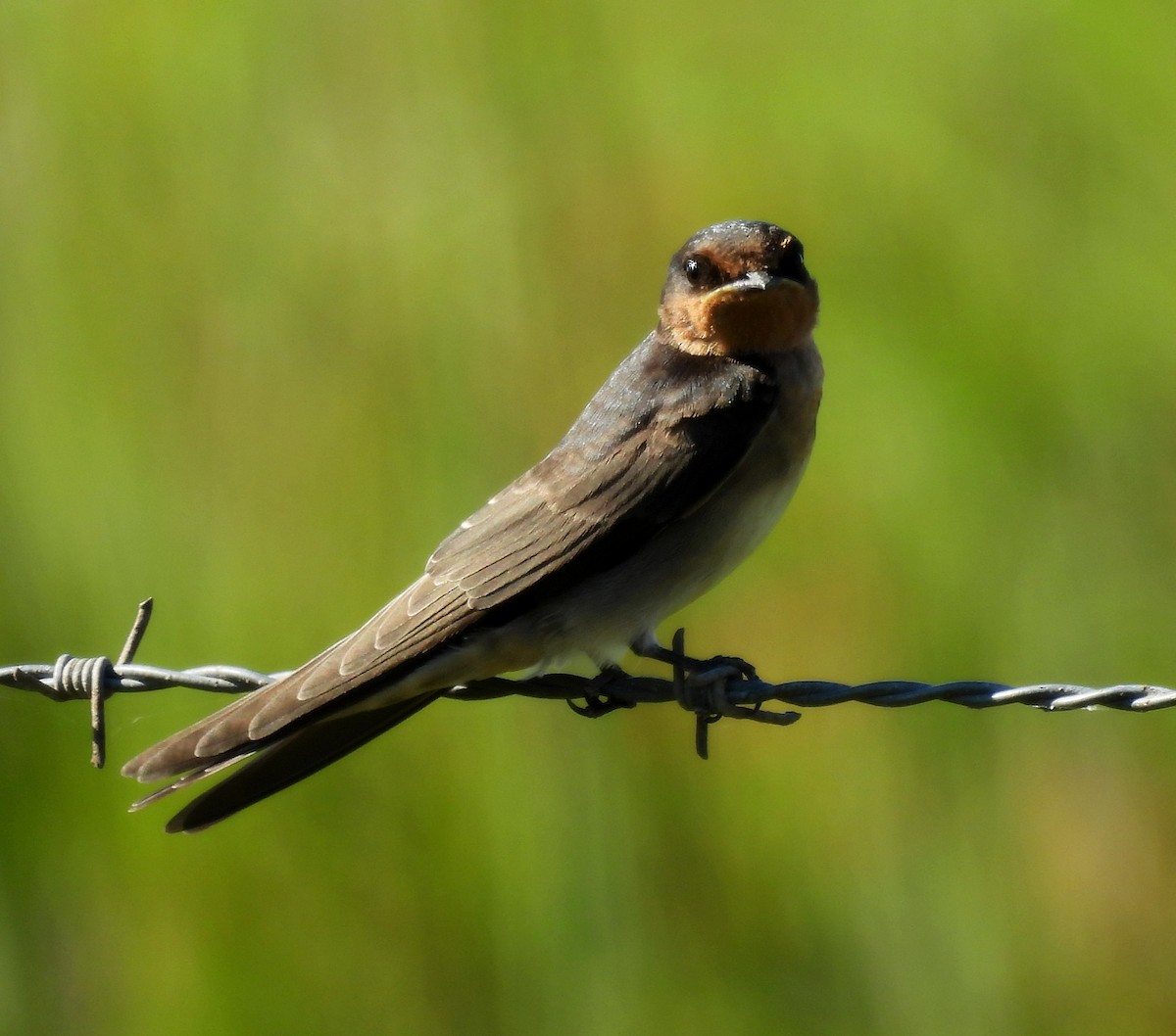 vlaštovka šedobřichá - ML646381887