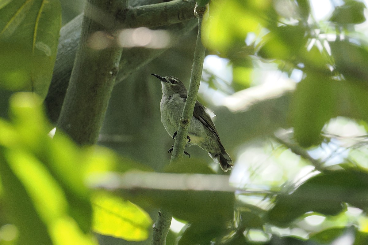 Mouse-brown Sunbird - ML646381892