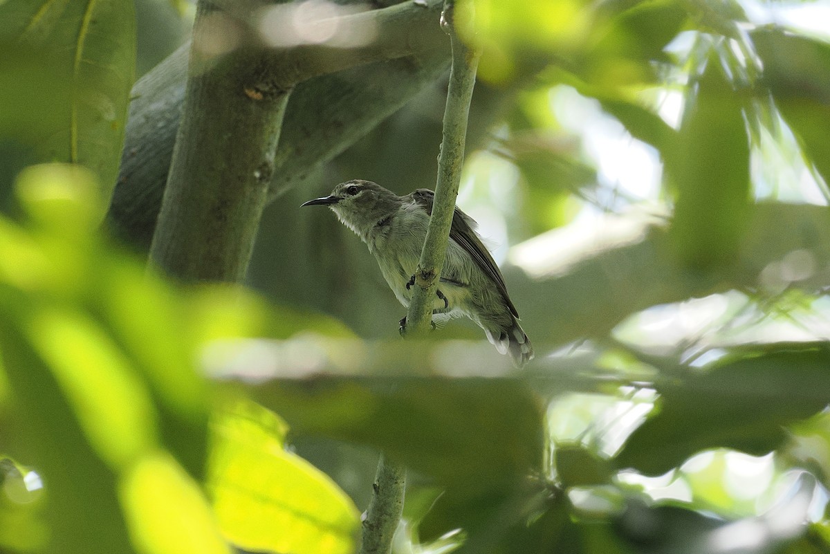 Mouse-brown Sunbird - ML646381893