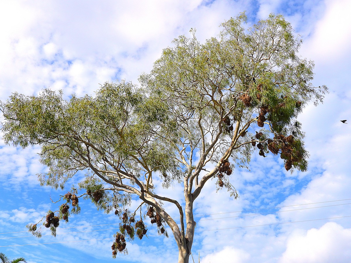 špaček lesklý - ML646381894