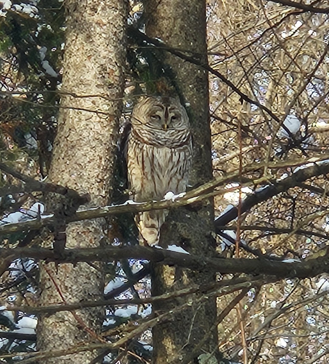 Barred Owl - ML646381897