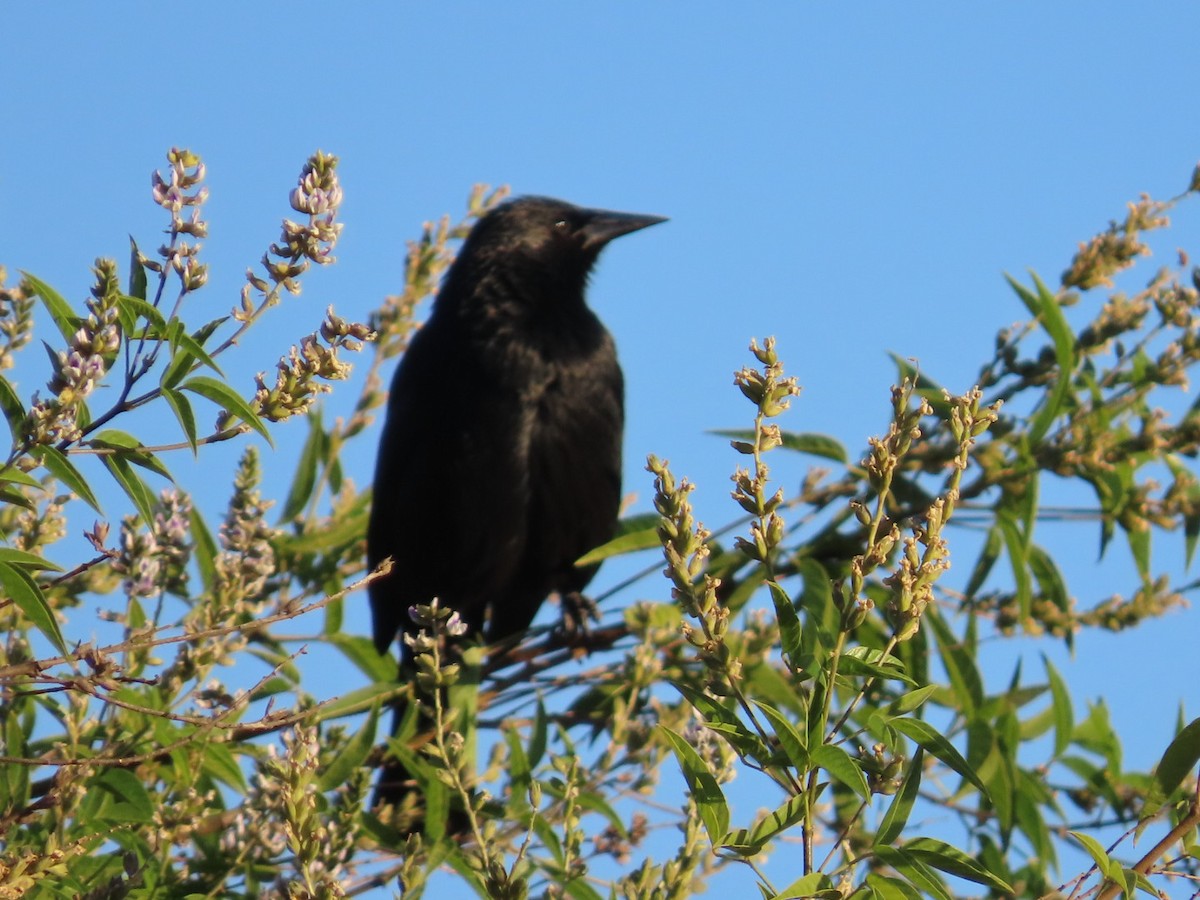 Austral Blackbird - ML646381898
