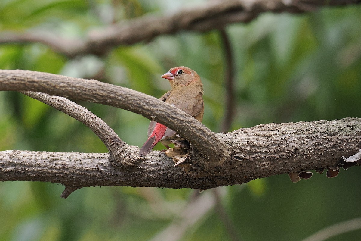 Red-billed Firefinch - ML646381899