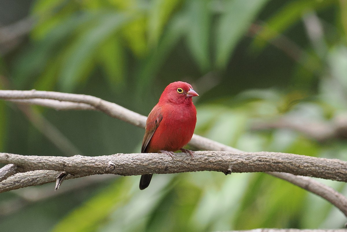 Red-billed Firefinch - ML646381900