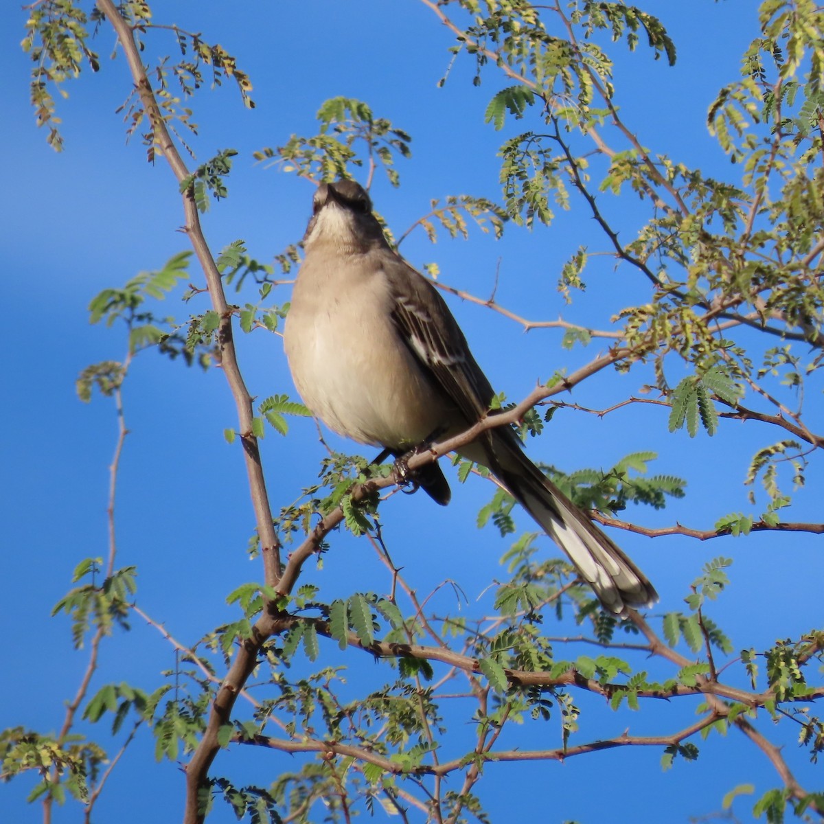 Gartenspottdrossel - ML646381903