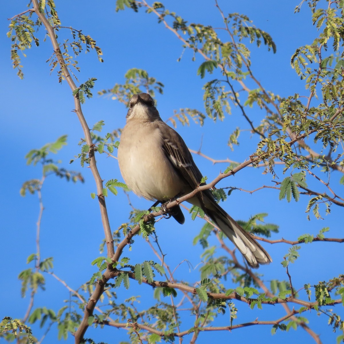 Gartenspottdrossel - ML646381904