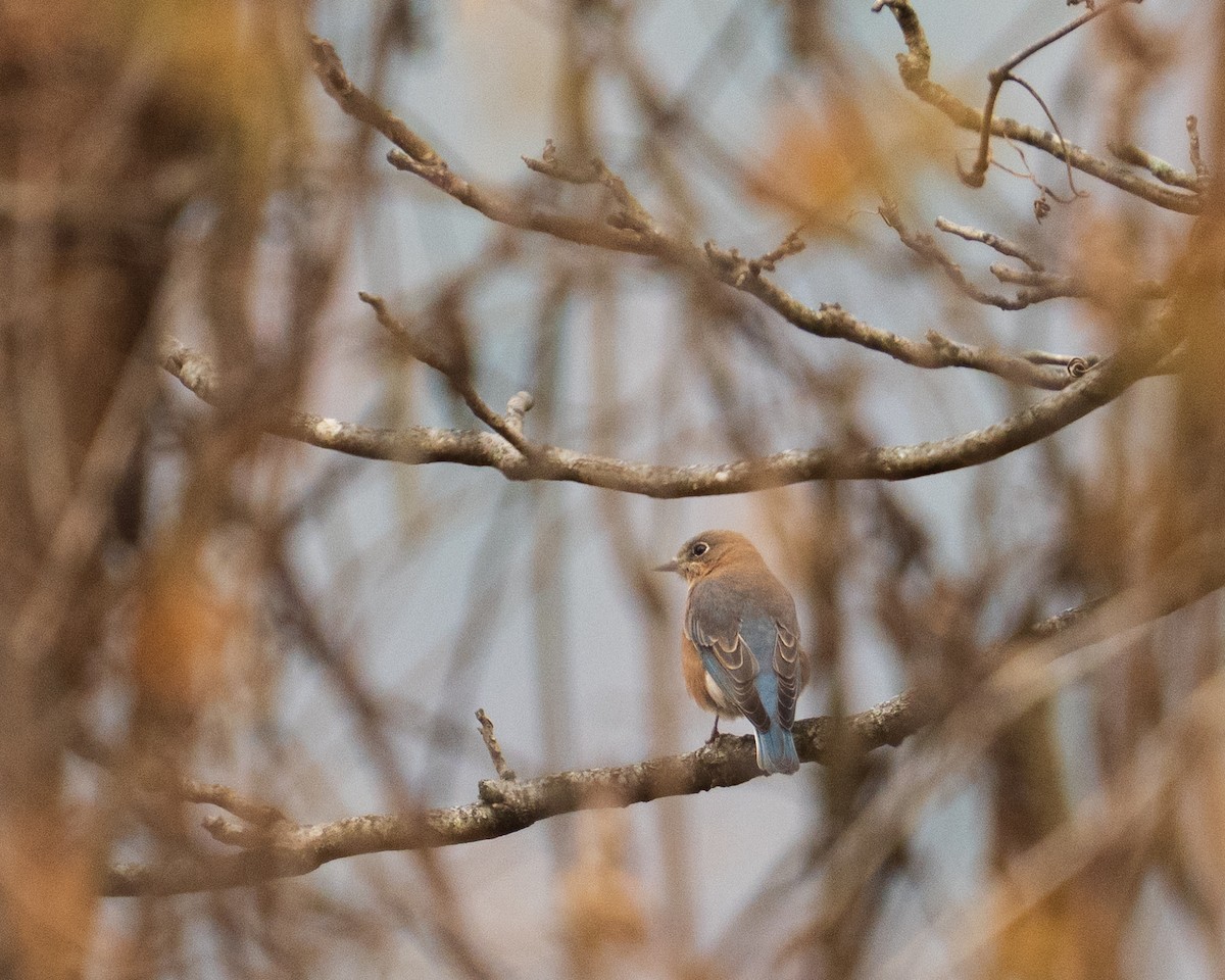 Блакитник східний - ML646381906