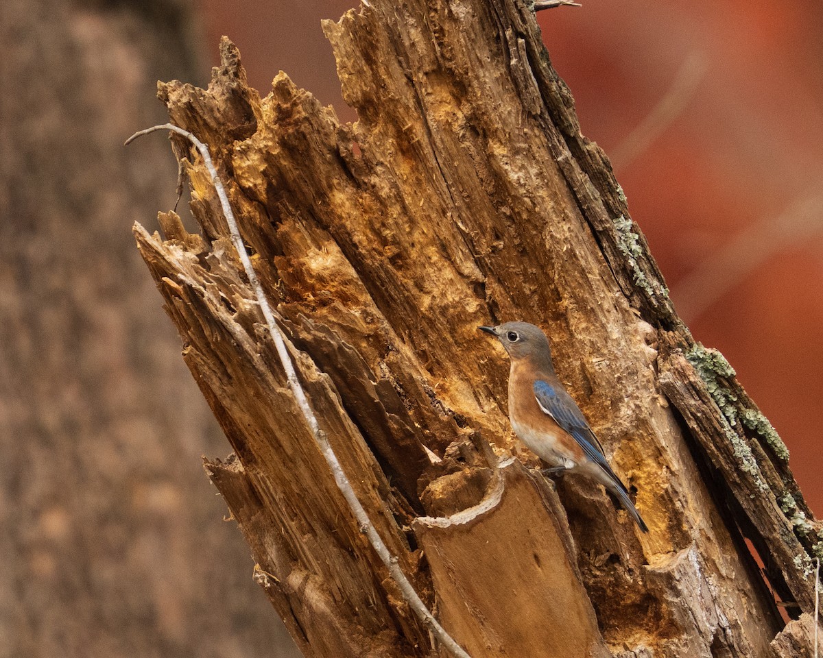 Блакитник східний - ML646381907