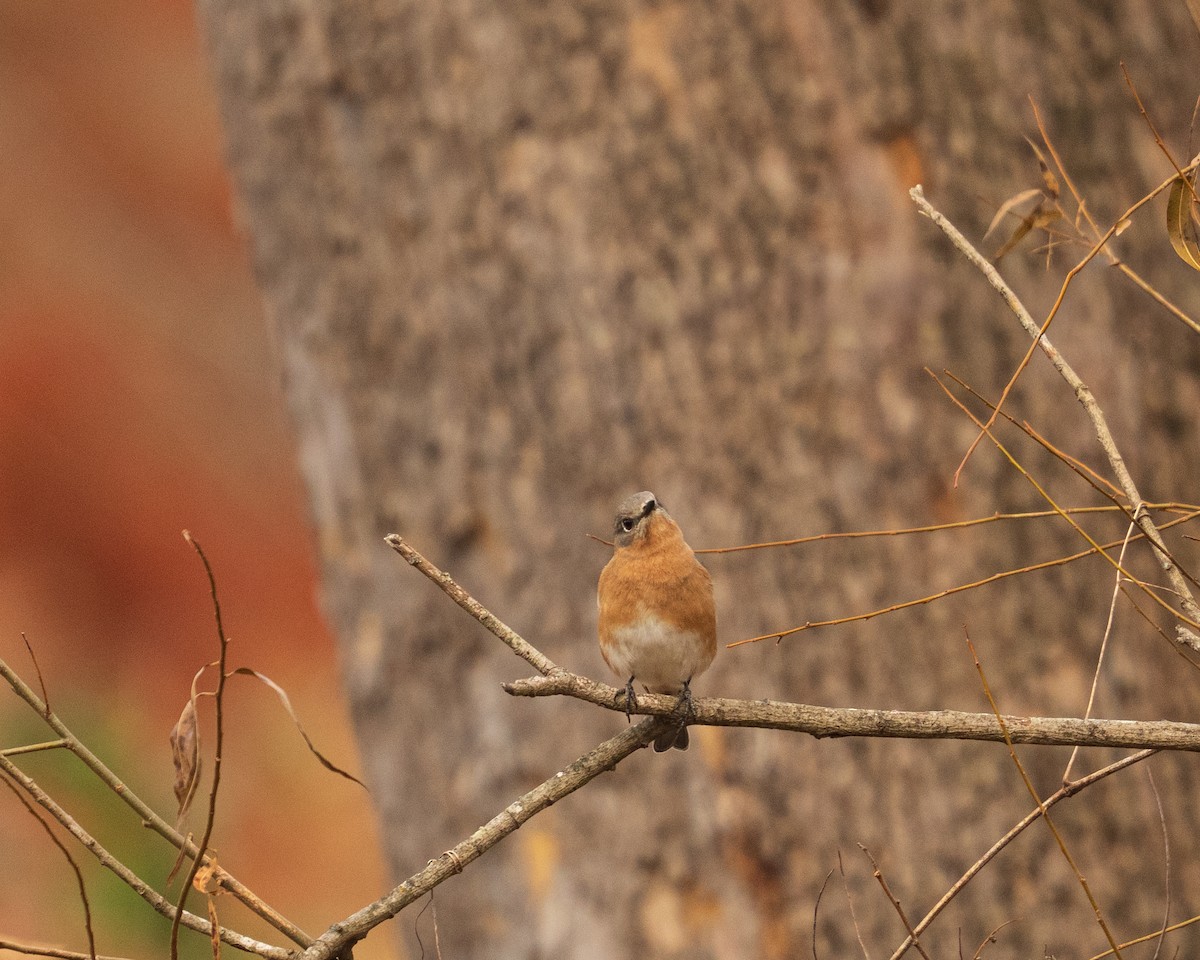 Блакитник східний - ML646381908