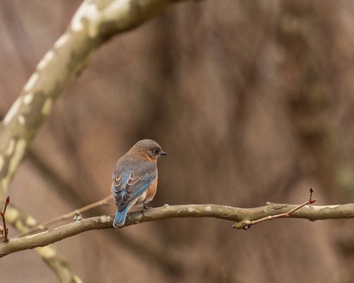 Блакитник східний - ML646381909