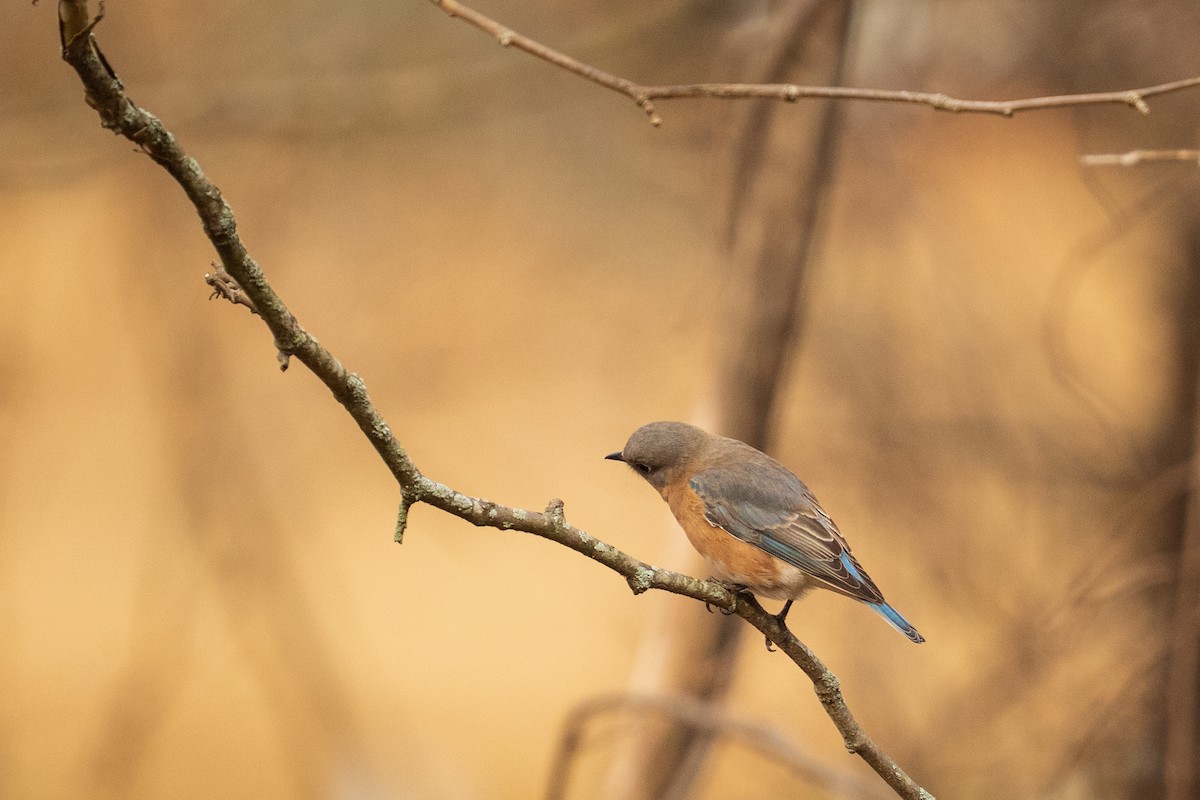 Блакитник східний - ML646381910