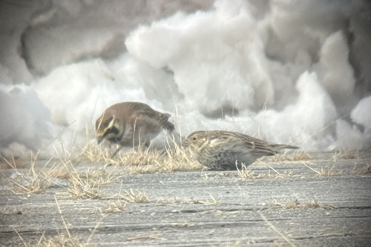 Chestnut-collared Longspur - ML646381911