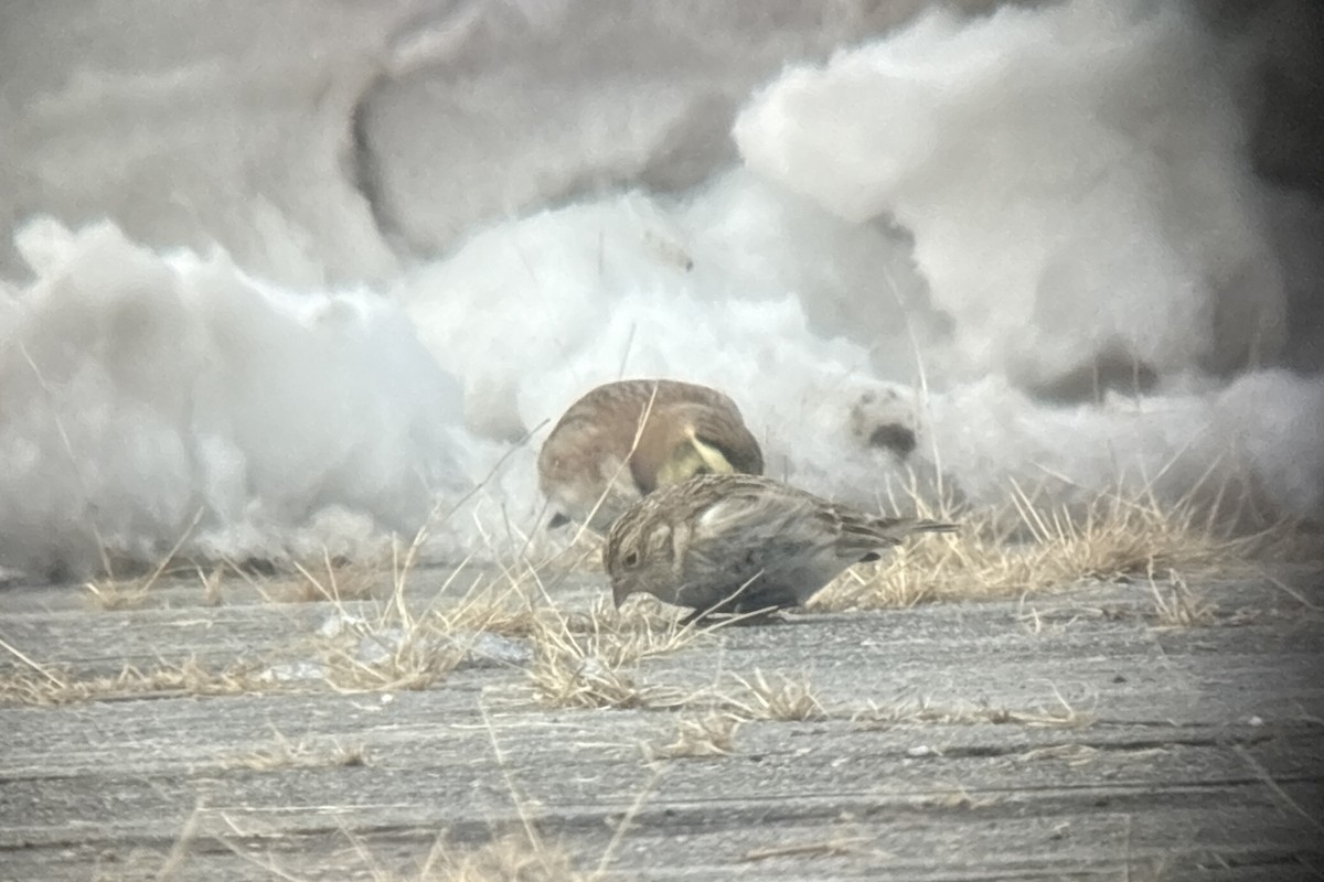 Chestnut-collared Longspur - ML646381912