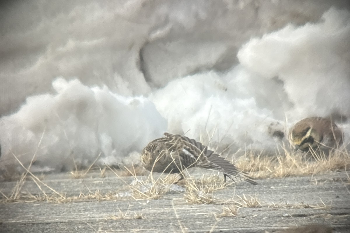 Chestnut-collared Longspur - ML646381913