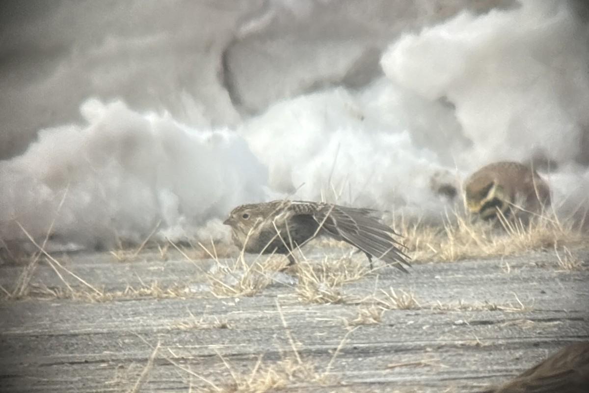 Chestnut-collared Longspur - ML646381914
