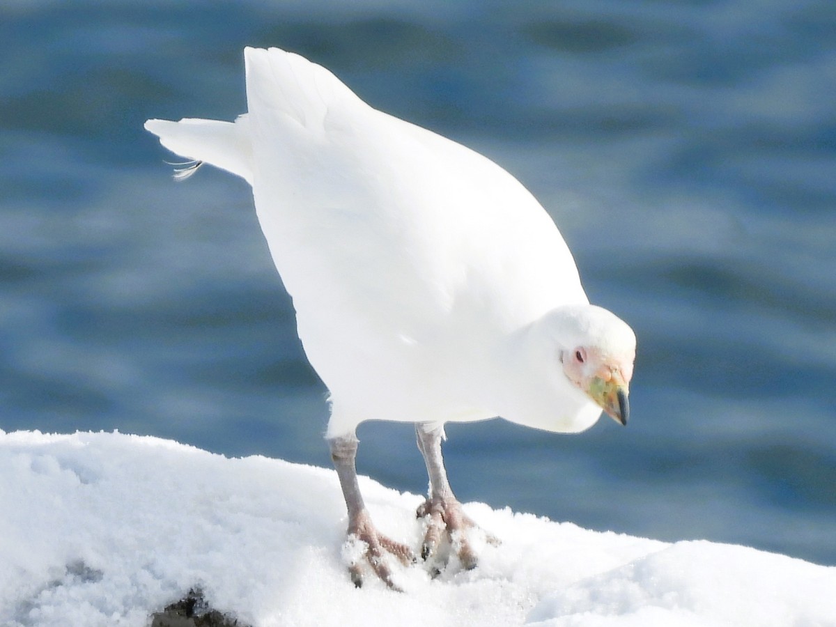 antarktisslirenebb - ML646381916