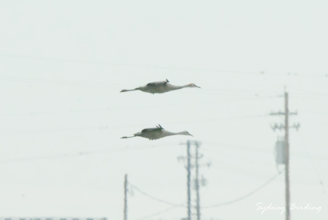 Kurrilo kanadarra - ML646381918